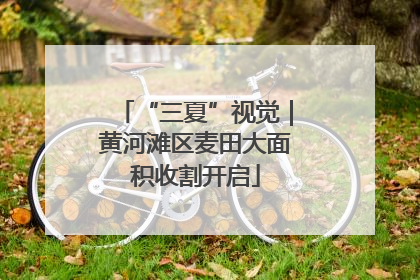 “三夏”视觉｜黄河滩区麦田大面积收割开启