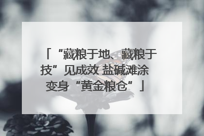 “藏粮于地、藏粮于技”见成效 盐碱滩涂变身“黄金粮仓”