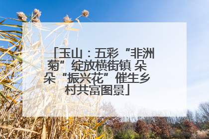 玉山：五彩“非洲菊”绽放横街镇 朵朵“振兴花”催生乡村共富图景