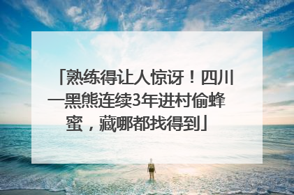 熟练得让人惊讶！四川一黑熊连续3年进村偷蜂蜜，藏哪都找得到