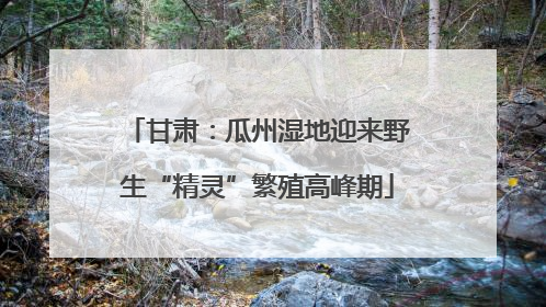 甘肃：瓜州湿地迎来野生“精灵”繁殖高峰期