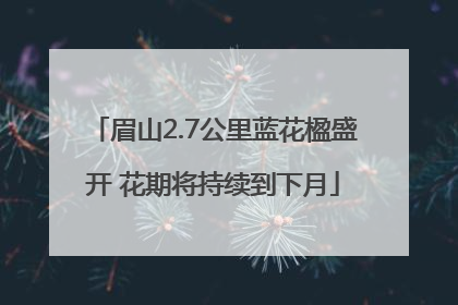 眉山2.7公里蓝花楹盛开 花期将持续到下月
