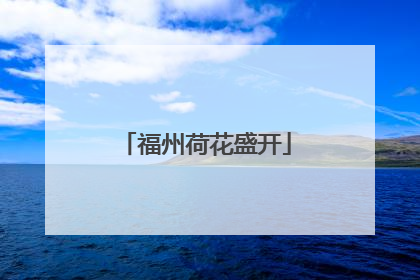 福州荷花盛开