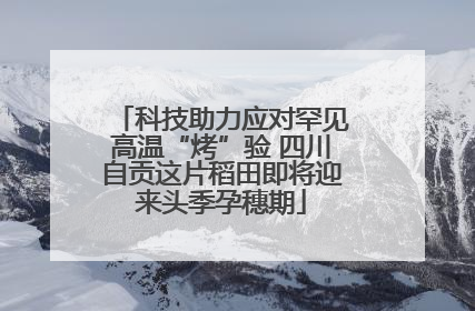 科技助力应对罕见高温“烤”验 四川自贡这片稻田即将迎来头季孕穗期