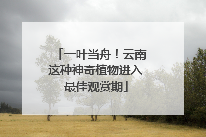 一叶当舟！云南这种神奇植物进入最佳观赏期