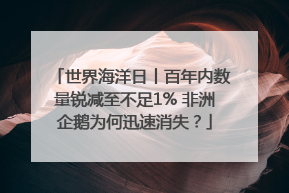 世界海洋日丨百年内数量锐减至不足1% 非洲企鹅为何迅速消失？