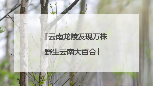 云南龙陵发现万株野生云南大百合