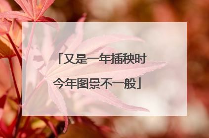 又是一年插秧时 今年图景不一般