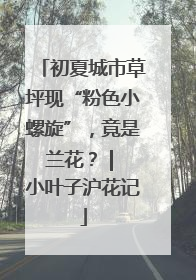 初夏城市草坪现“粉色小螺旋”，竟是兰花？ | 小叶子沪花记