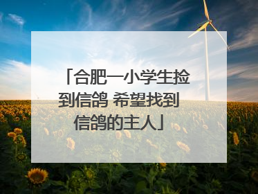 合肥一小学生捡到信鸽 希望找到信鸽的主人