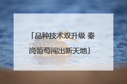 品种技术双升级 秦岗葡萄闯出新天地