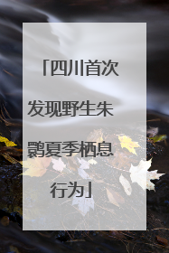 四川首次发现野生朱鹮夏季栖息行为