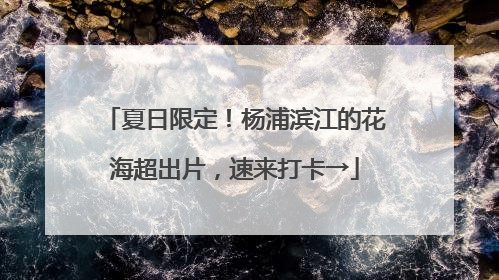 夏日限定！杨浦滨江的花海超出片，速来打卡→