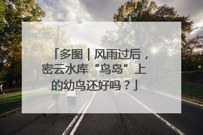 多图｜风雨过后，密云水库“鸟岛”上的幼鸟还好吗？