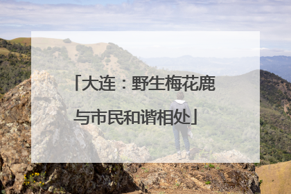 大连：野生梅花鹿与市民和谐相处