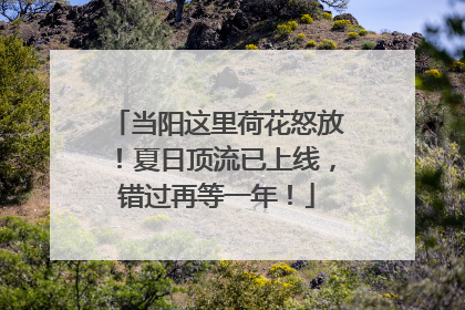 当阳这里荷花怒放！夏日顶流已上线，错过再等一年！
