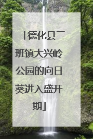 德化县三班镇大兴岭公园的向日葵进入盛开期