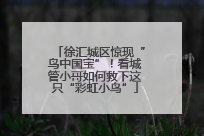 徐汇城区惊现“鸟中国宝”！看城管小哥如何救下这只“彩虹小鸟”