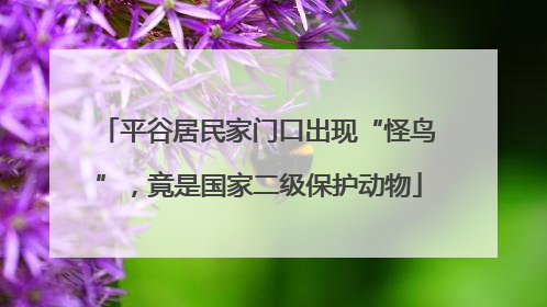 平谷居民家门口出现“怪鸟”，竟是国家二级保护动物