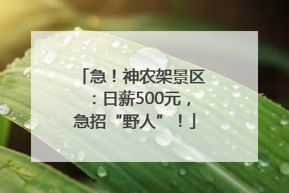 急！神农架景区：日薪500元，急招“野人”！