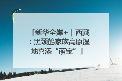 新华全媒+｜西藏：黑颈鹤家族高原湿地喜添“萌宝”