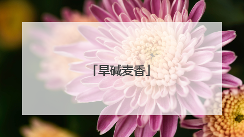 旱碱麦香