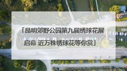 昆明郊野公园第九届绣球花展启幕 近万株绣球花等你赏
