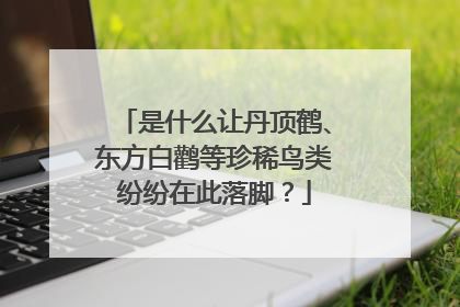 是什么让丹顶鹤、东方白鹳等珍稀鸟类纷纷在此落脚？