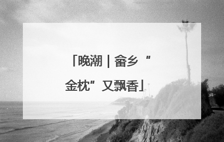 晚潮｜畲乡“金枕”又飘香