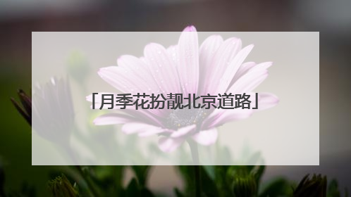 月季花扮靓北京道路