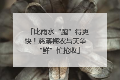 比雨水“跑”得更快！慈溪梅农与天争“鲜”忙抢收