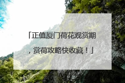 正值厦门荷花观赏期，赏荷攻略快收藏！