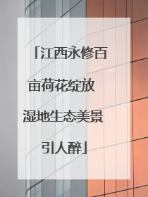 江西永修百亩荷花绽放 湿地生态美景引人醉
