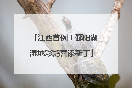 江西首例！鄱阳湖湿地彩鹮喜添新丁