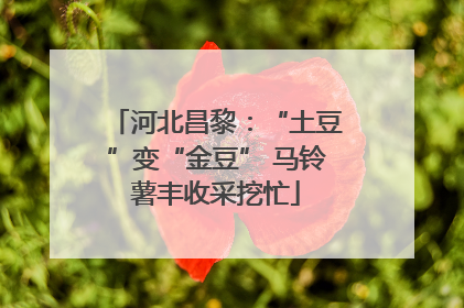 河北昌黎：“土豆”变“金豆” 马铃薯丰收采挖忙