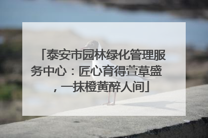 泰安市园林绿化管理服务中心：匠心育得萱草盛，一抹橙黄醉人间