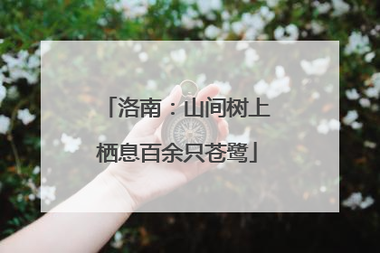 洛南：山间树上栖息百余只苍鹭