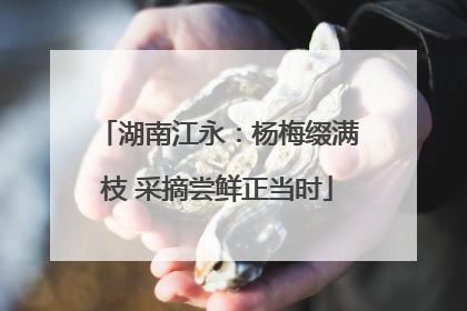 湖南江永：杨梅缀满枝 采摘尝鲜正当时