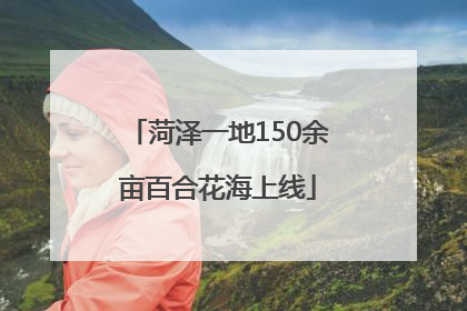 菏泽一地150余亩百合花海上线