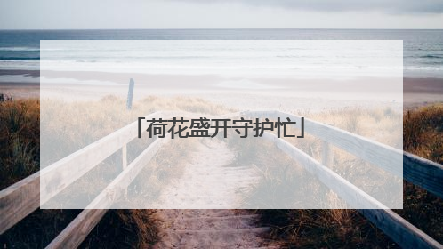 荷花盛开守护忙
