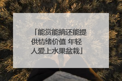 能赏能摘还能提供情绪价值 年轻人爱上水果盆栽