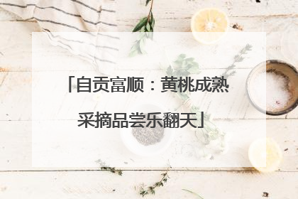 自贡富顺：黄桃成熟 采摘品尝乐翻天