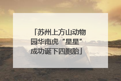 苏州上方山动物园华南虎“星星”成功诞下四胞胎