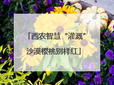 西农智慧“灌溉” 沙漠樱桃别样红