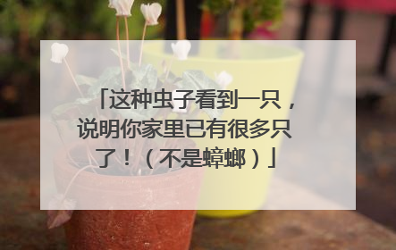 这种虫子看到一只，说明你家里已有很多只了！（不是蟑螂）