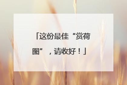 这份最佳“赏荷图”，请收好！
