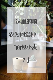 这里的粮农为何爱种“面包小麦”？