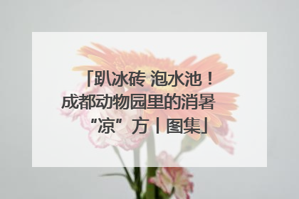 趴冰砖 泡水池！成都动物园里的消暑“凉”方丨图集