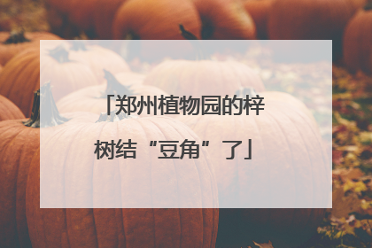郑州植物园的梓树结“豆角”了