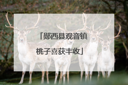 郧西县观音镇桃子喜获丰收